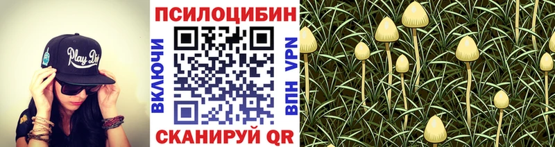 наркотики  Белозерск  Псилоцибиновые грибы GOLDEN TEACHER 